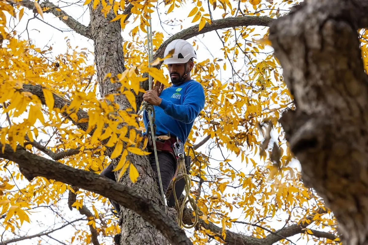 Skilled Tree Transplanting crew working in Freeport
